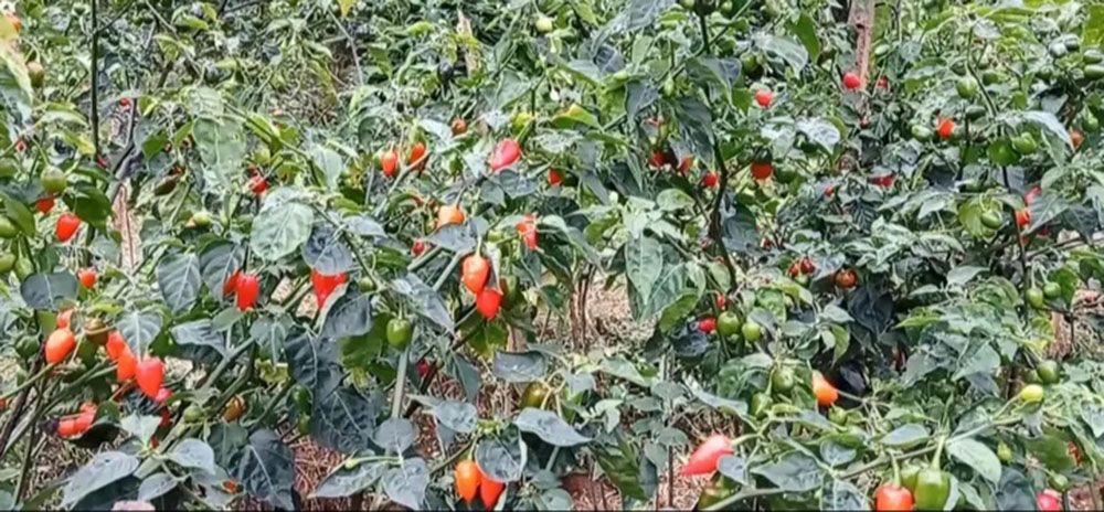 बैटारीमा बाँझो जमिनमा अकबरे खुर्सानीको व्यावसायिक खेती