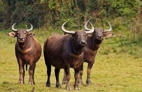 अर्ना र बाह्रसिङ्गेको ठाउँ विस्तार गरी सङ्ख्या थपिने