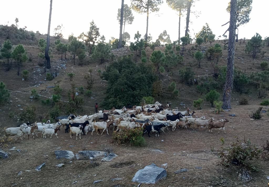 बाख्रापालनबाट वार्षिक ६ लाख आम्दानी