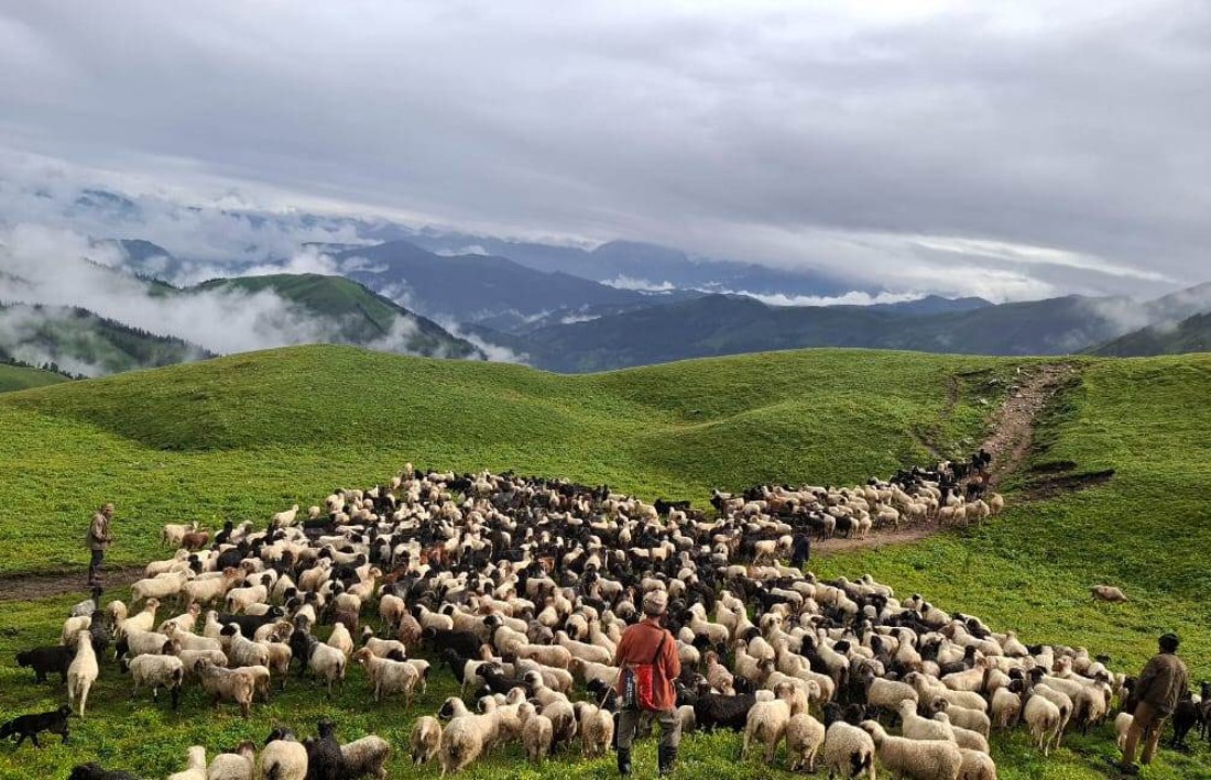 चरिचरन क्षेत्रमा भेडा