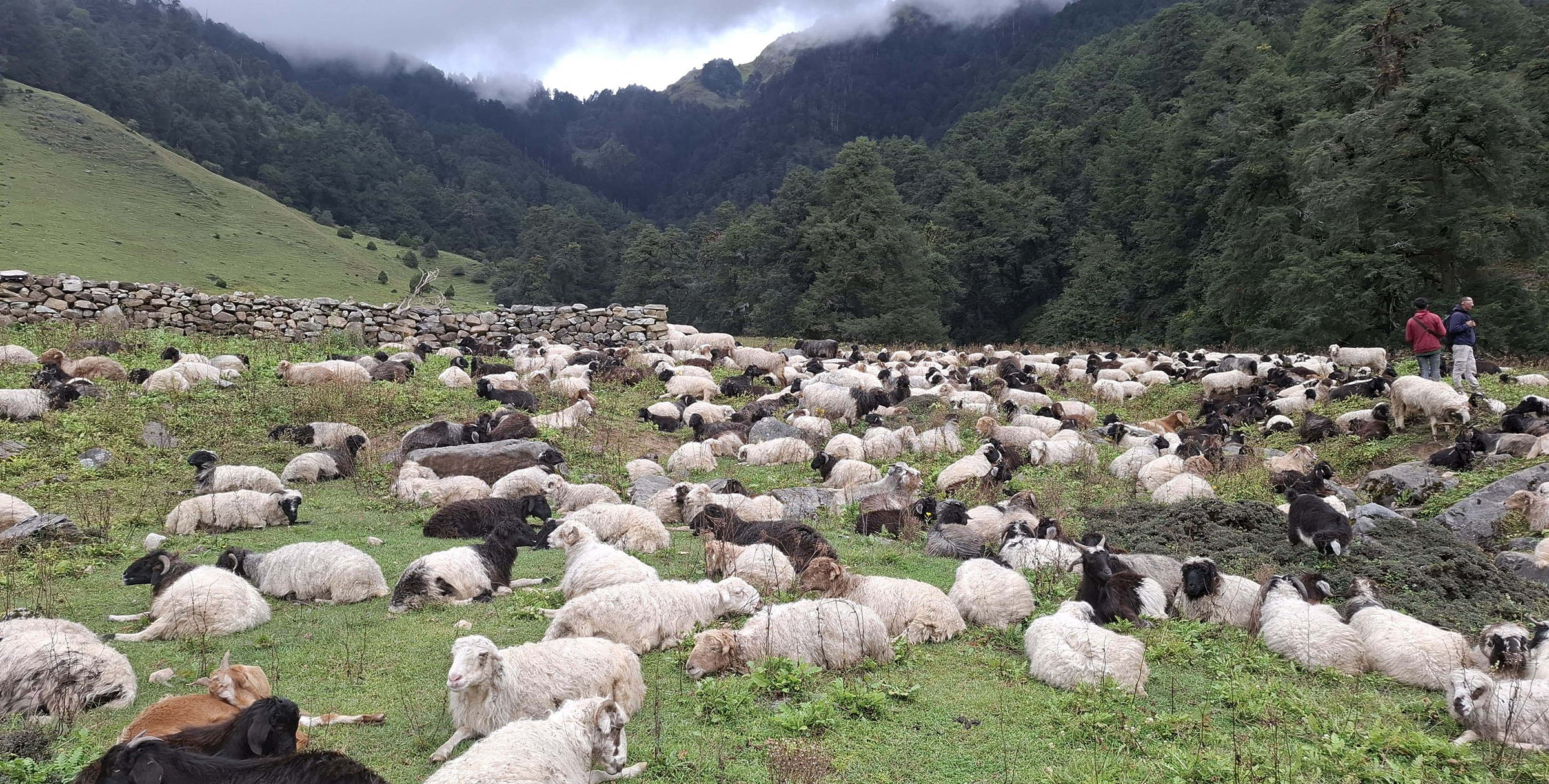 चरिरहेका भेडाका बथान