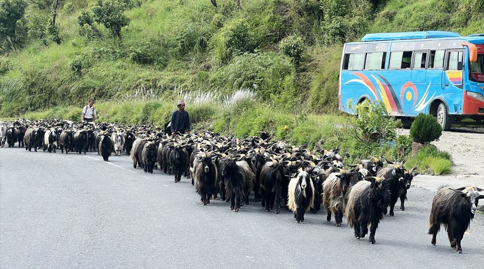 च्यांग्रा व्यापारीको यात्राः रारादेखि फेवा तालसम्म