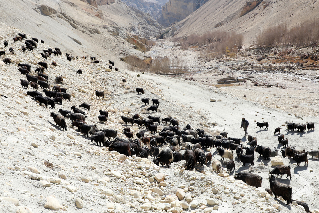 परीक्षणका लागि मुस्ताङी च्याङ्ग्राको भुवा संकलन