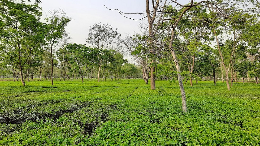 गिरीबन्धुका चिया मजदुरले पाएनन् पारिश्रमिक