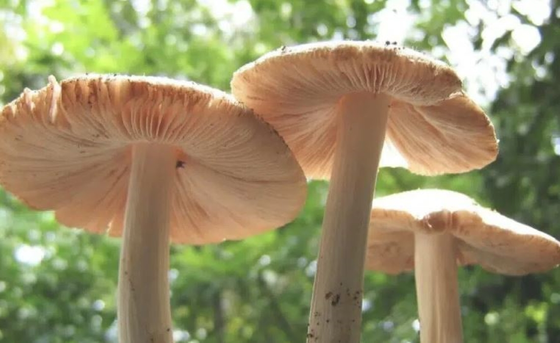 विषालु च्याउ खाँदा एकै परिवारका तीनजना बिरामी