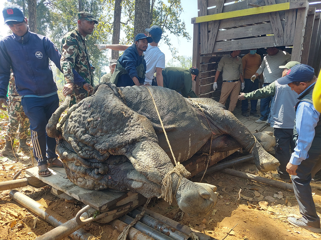 तीन भाले गैँडा स्थानान्तरण