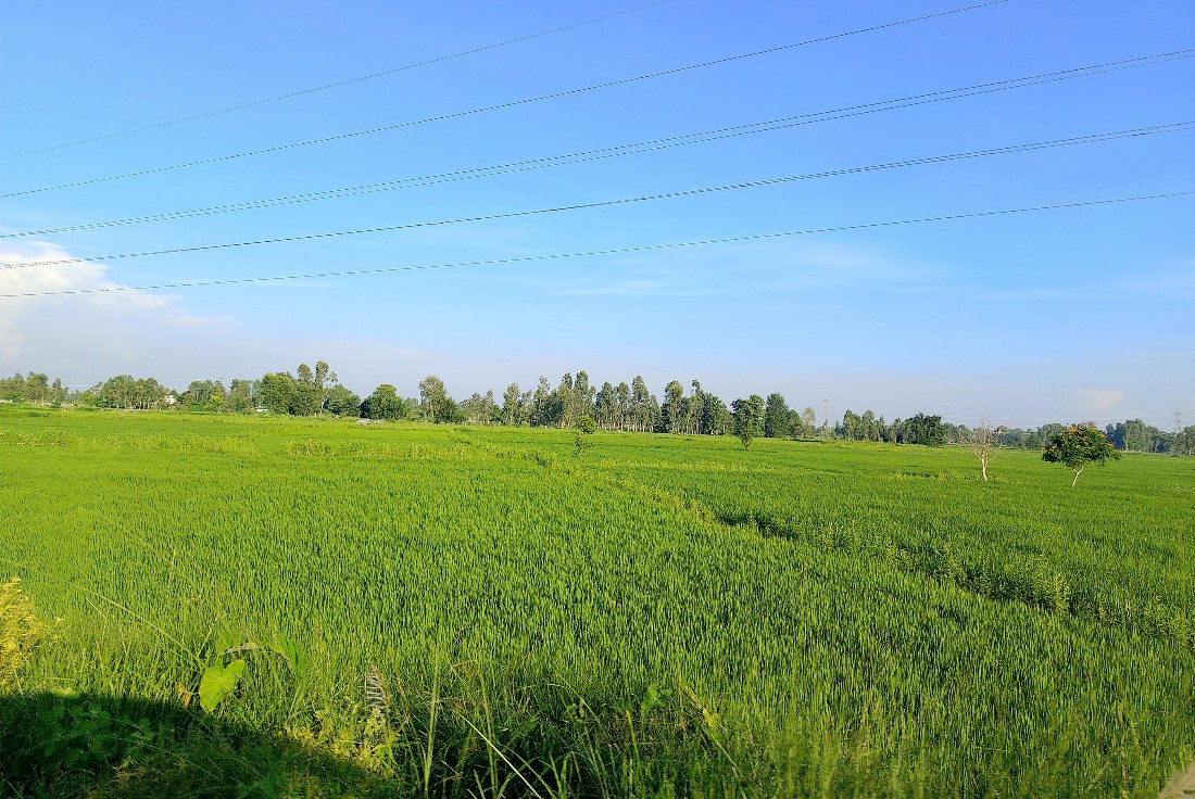 धानखेतीको हरियाली