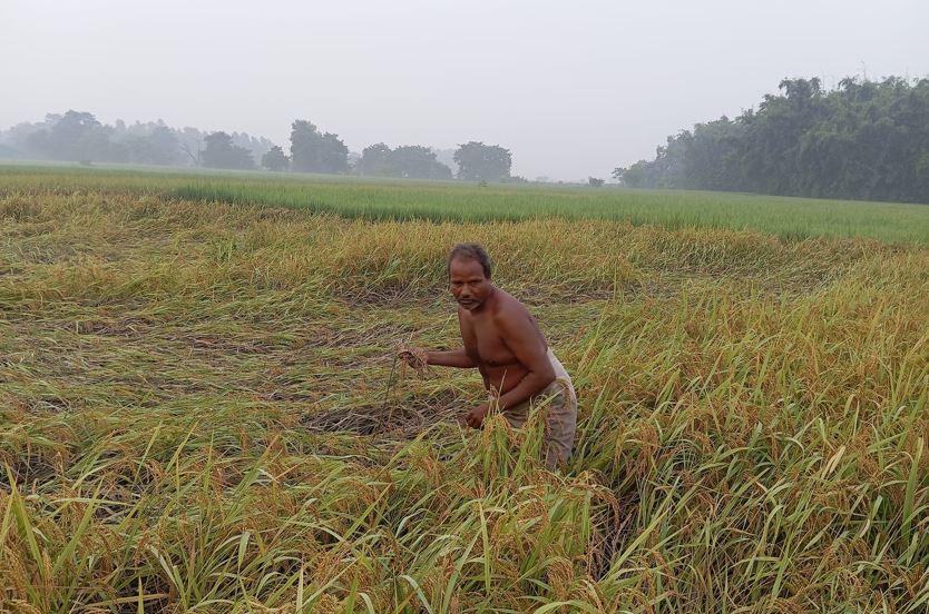 सुनसरीमा किसान भन्छन्– यसपटकको दसैँ दशा भएर आयो