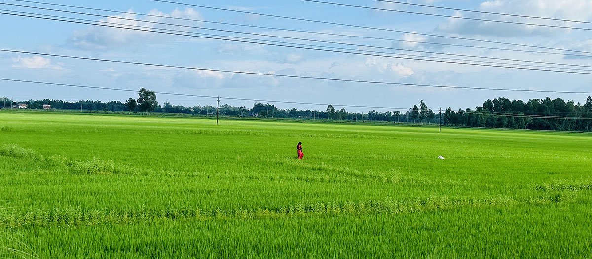 धान खेती