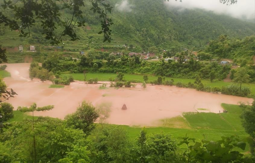 नुवाकोटमा बाढीले सयौँ रोपनी धानखेत बगरमा परिणत