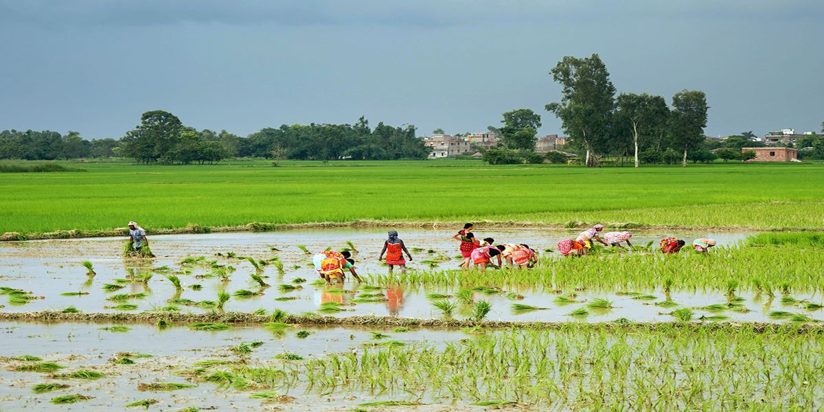 वर्षासँगै मधेस प्रदेशमा धमाधम रोपाइँ