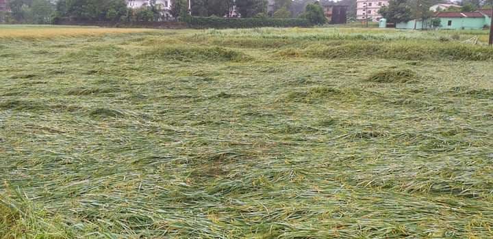 चितवनमा वर्षा र हावाहुरीका कारण धानबालीमा क्षति