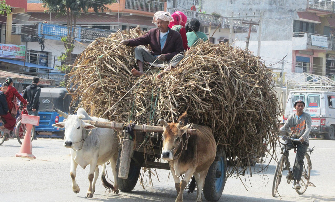 बयलगाडामा भारी