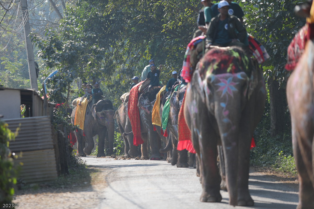 सौराहामा हात्ती महोत्सव (तस्बिरहरू)