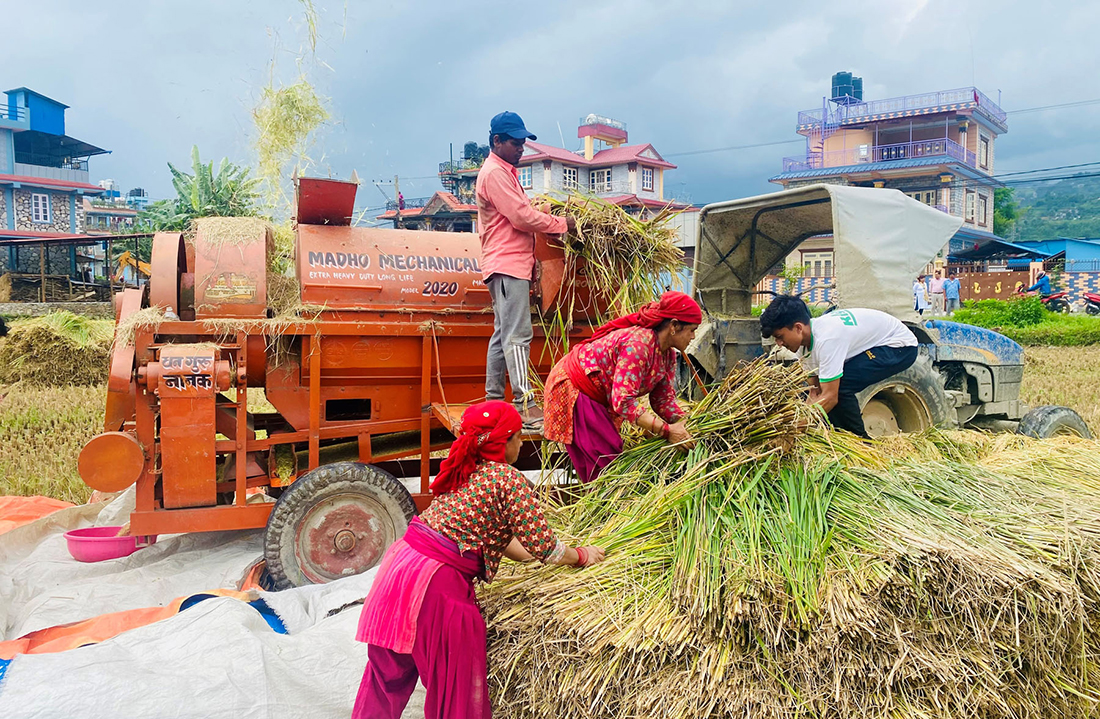 चैते धान भित्र्याउने चटारो