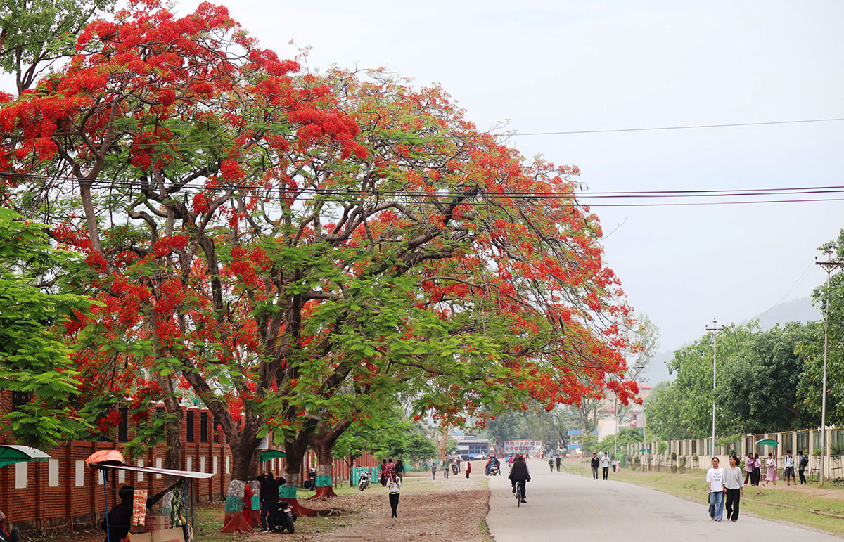ढकमक्क गुलमोहर