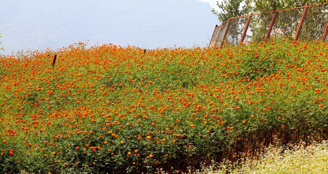 ढकमक्क सयपत्री