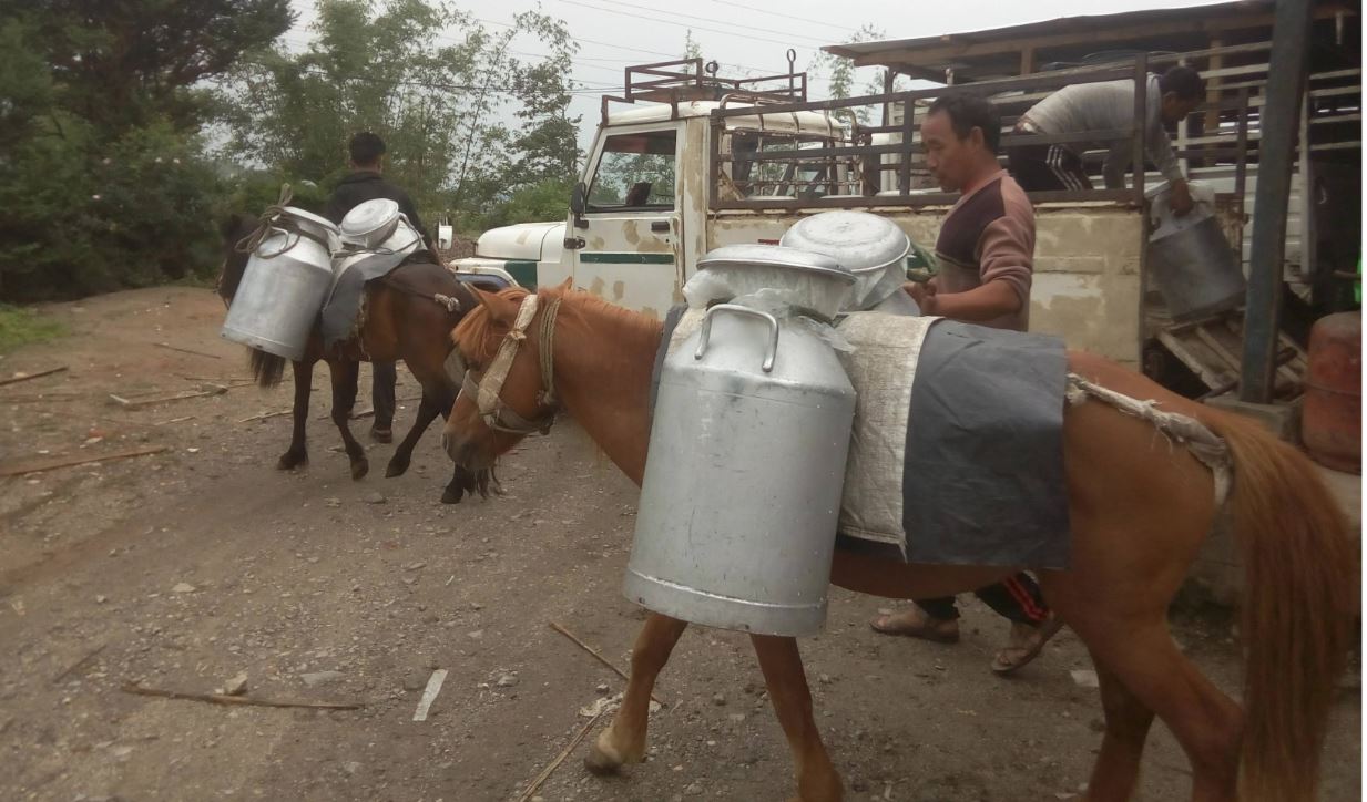 असुरक्षित बजारको मारमा पर्दैछन् इलामका दूध व्यवसायी