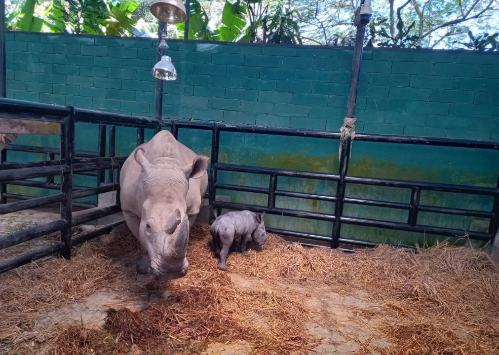 इन्डोनेसियामा सामाजिक सञ्जालको प्रयोग गरी गैँडाको सिङ बेच्न खोज्ने व्यक्ति पक्राउ