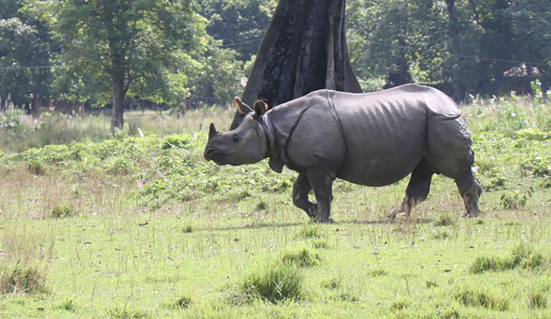 मनहरीमा गैँडाको आक्रमणबाट युवक घाइते