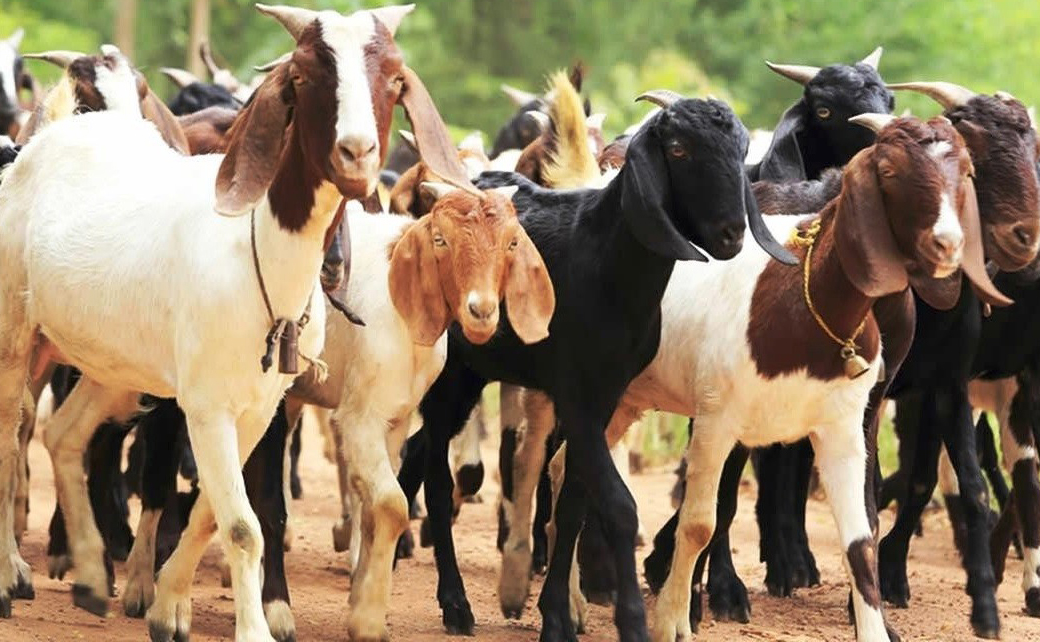 ग्रामीण कृषकको जीवनस्तर उकास्न बाख्रा