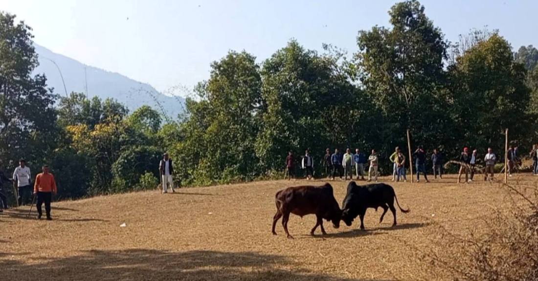 लमजुङको परेवाडाँडामा गोरु जुधाइ प्रतियोगिता