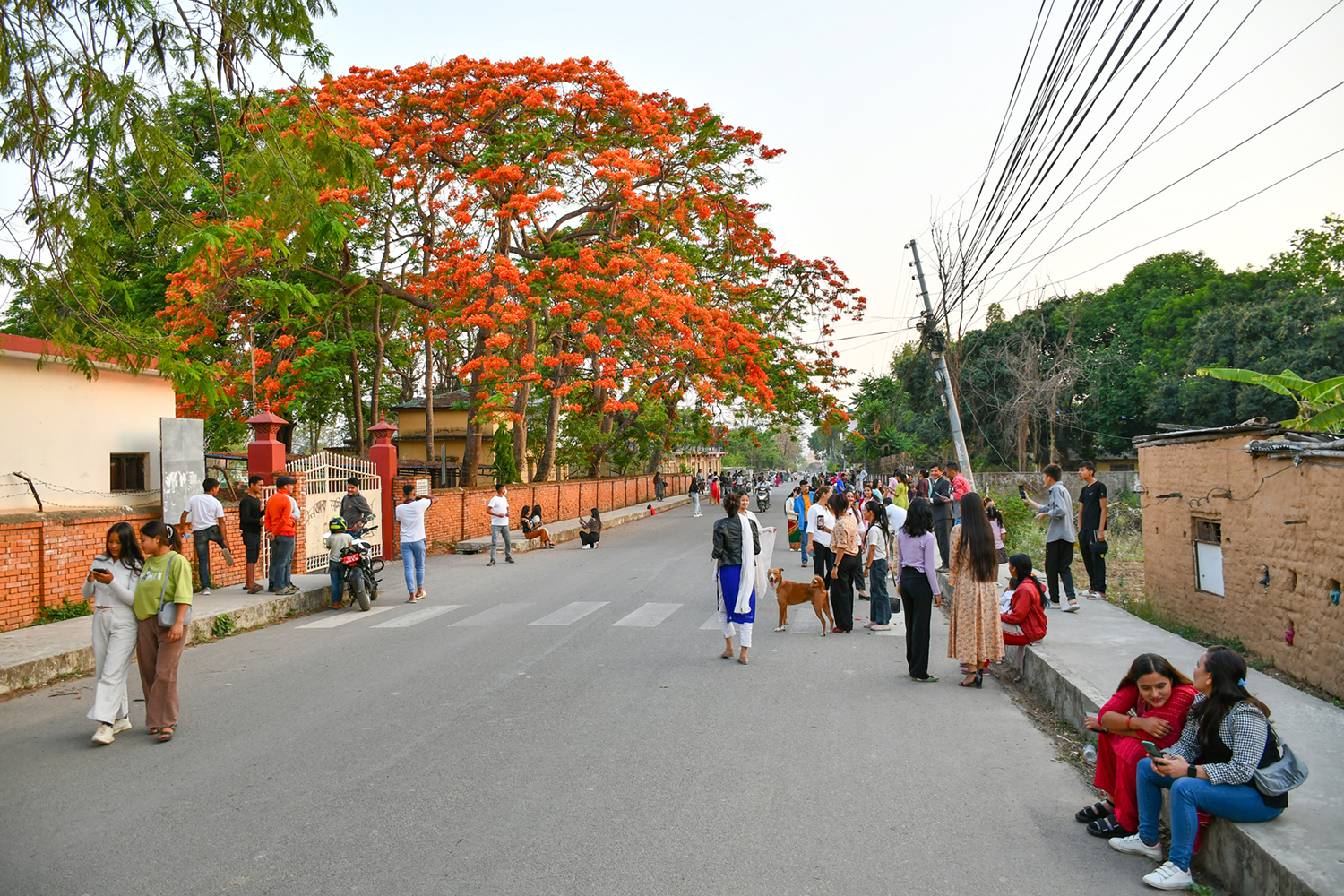 ढकमक्क गुलमोहर