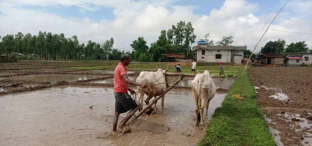 गाउँघरमा देखिन छाडे हलगोरु