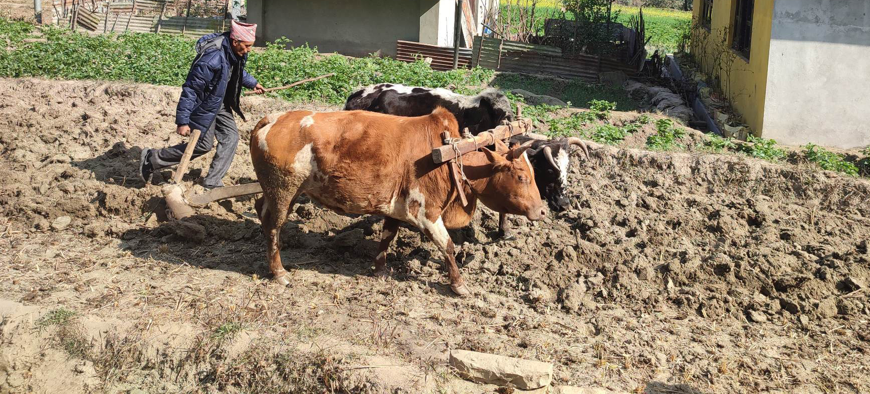 कृषिमा आधुनिकीकरण : हलोको संख्या घट्यो, ट्याक्टरको प्रयोग झण्डै दोब्बरले बढ्यो