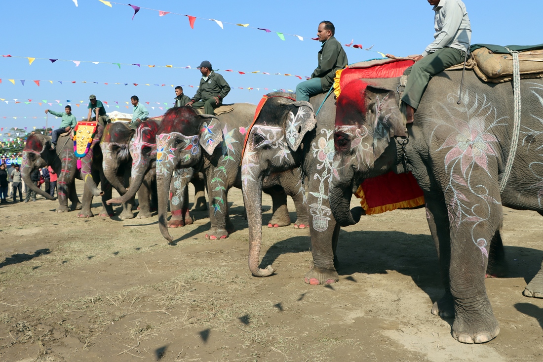 हात्ती