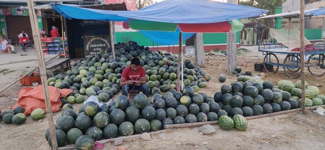 चीनमा एक किसानले खरबुजा खेतीबाट कमाए ५५ हजार अमेरिकी डलर