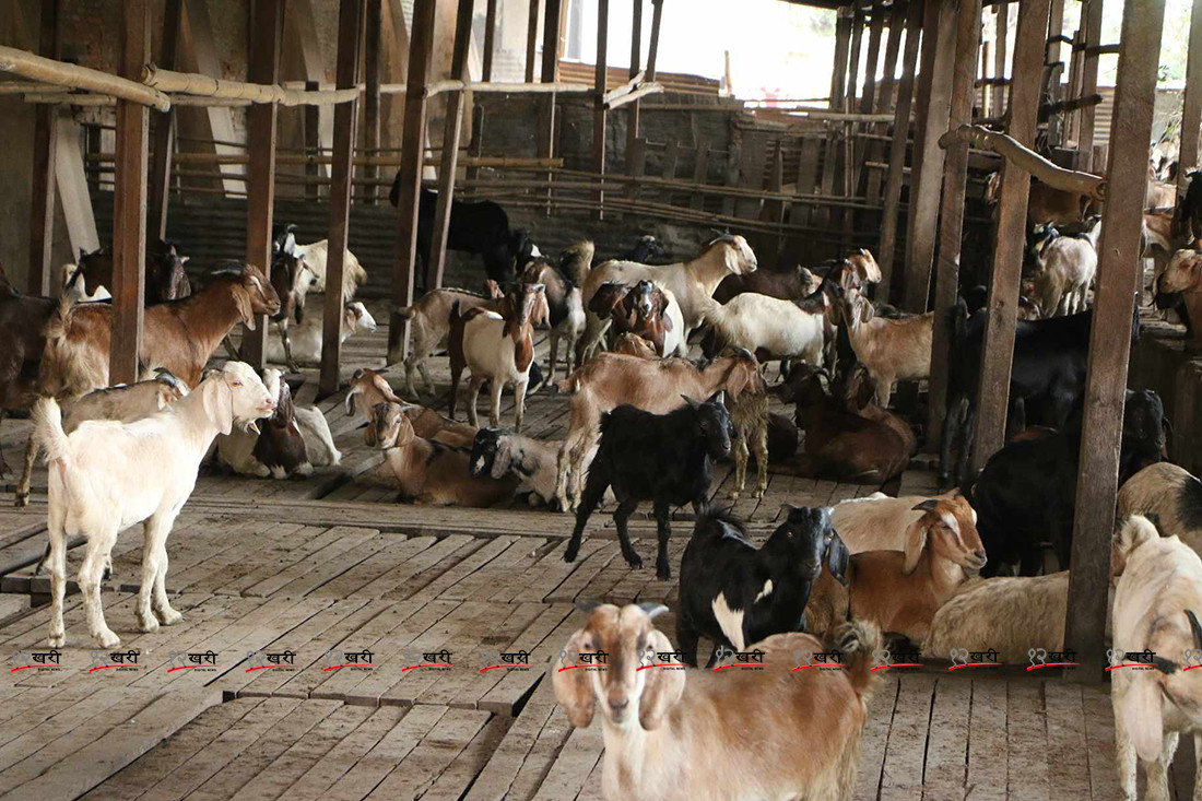 खाद्यले गर्‍यो खसीबोका र च्यांग्राको मूल्य निर्धारण, १० रुपैयाँ छुट