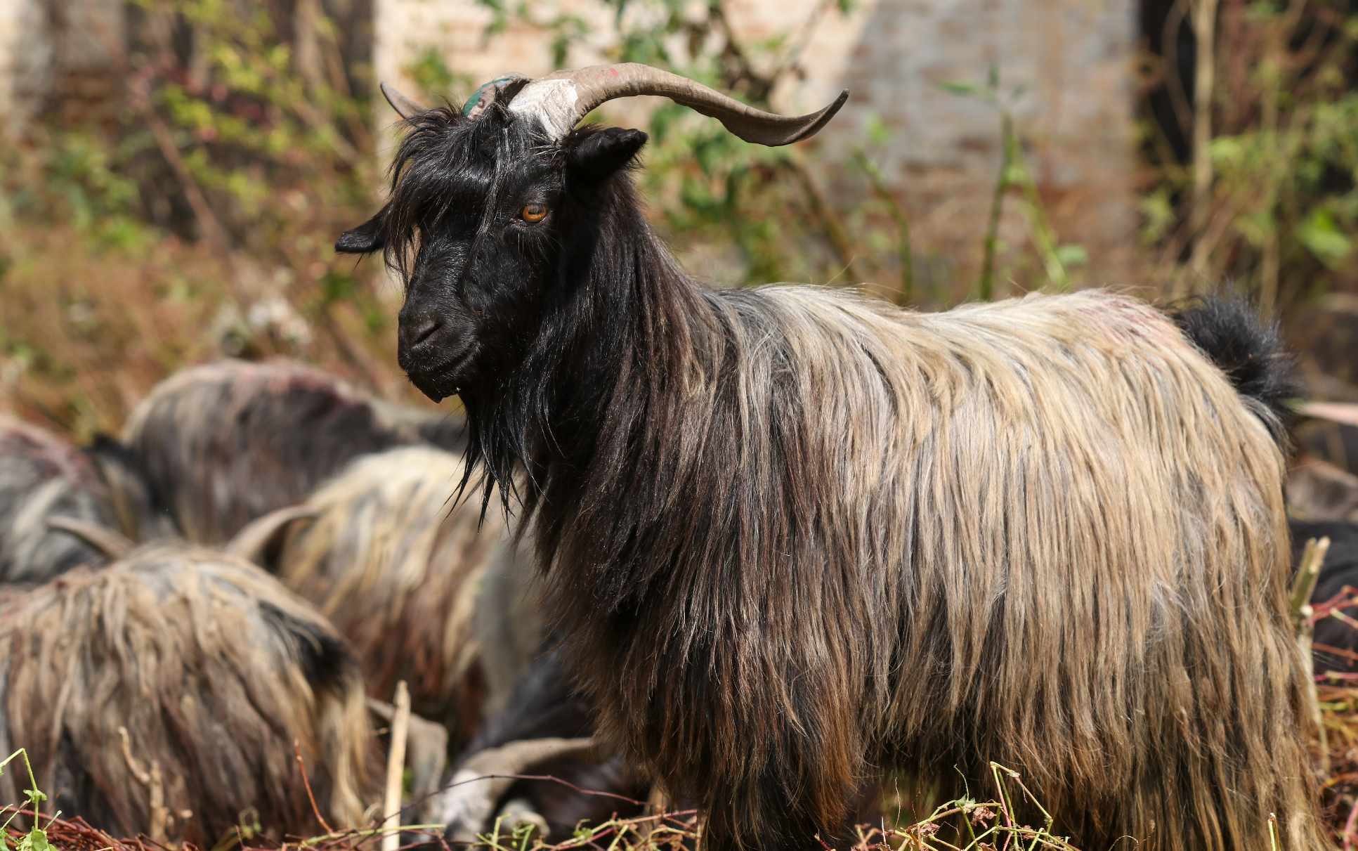 खाद्यमा भन्दा खसीबजारमा सस्ता खसी