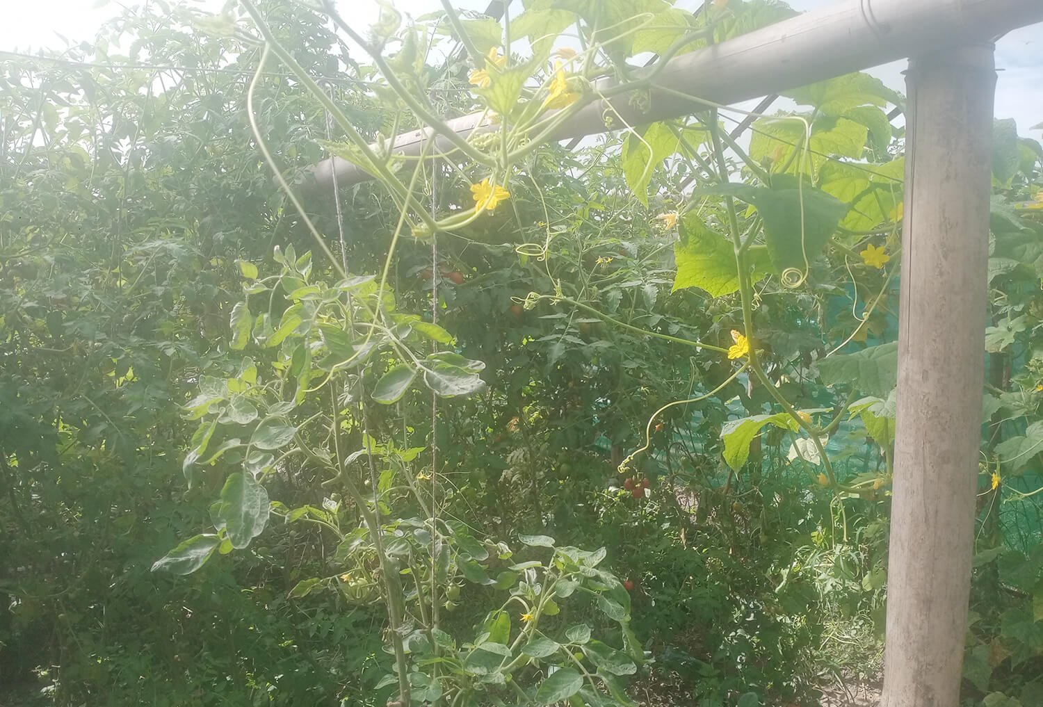 kheti21690357945.jpg