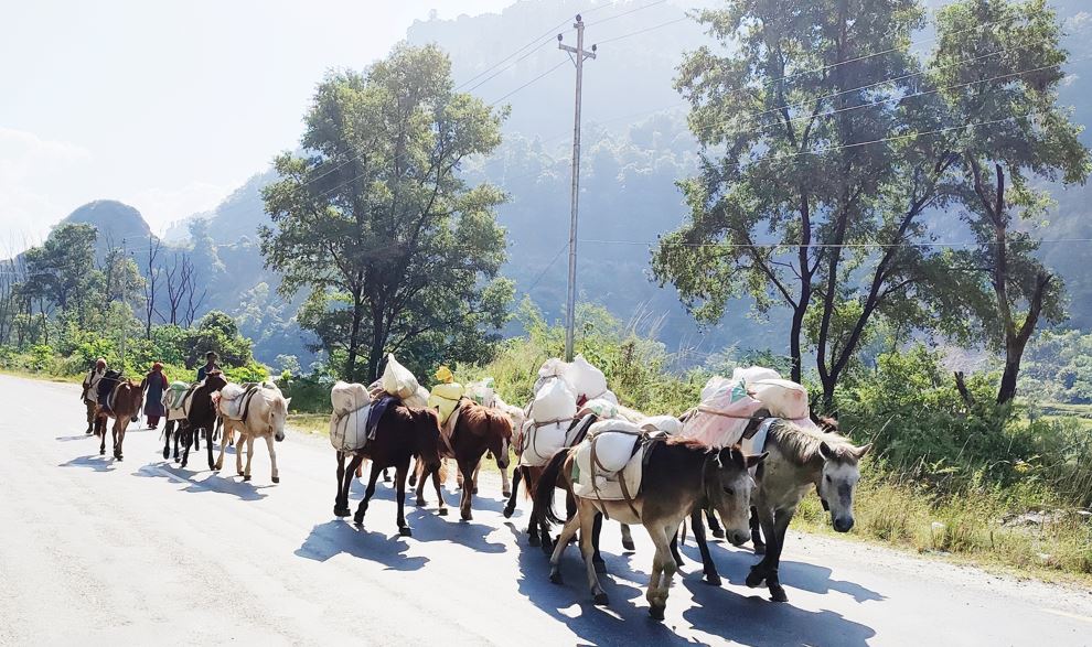 बर्खामा ढुवानी गर्न घोडा र खच्चडकै भर