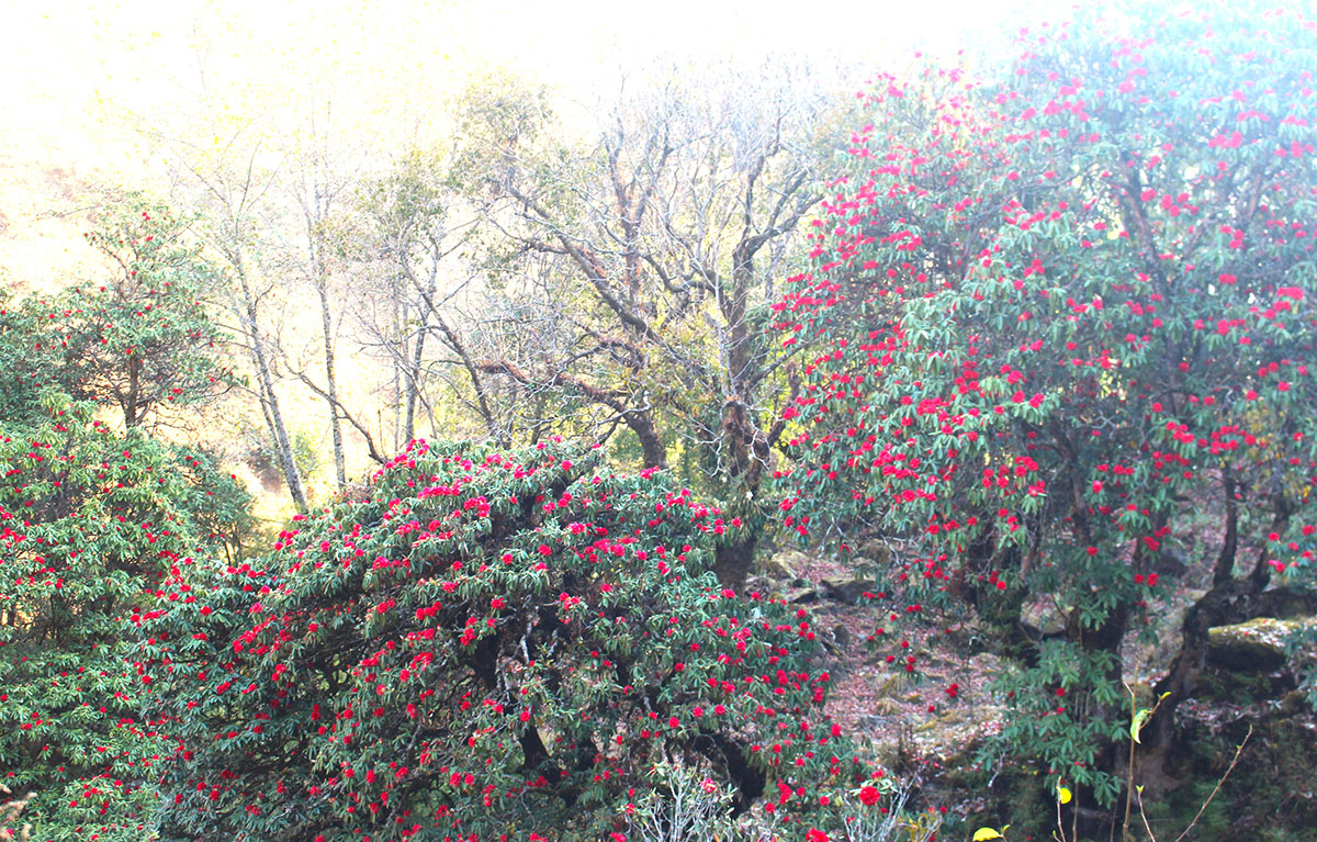 ढकमक्क लालीगुँरास