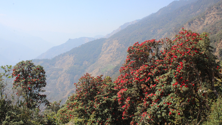 टोड्केमा ढकमक्क लालीगुराँस फुलेपछि...