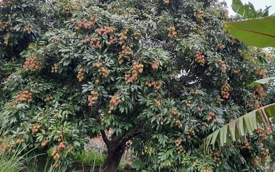 खोटाङको एउटै पालिकामा ७४ मेट्रिक टन लिच्ची उत्पादन