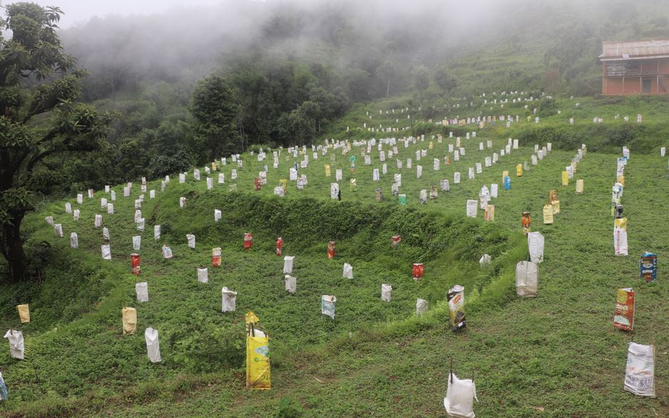 व्यावसायिक लोठसल्ला खेतीमा भोजपुरका किसान आकर्षित