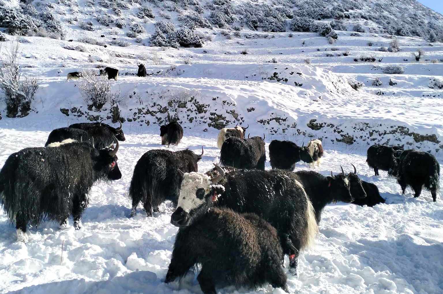 मनाङको तापक्रम माइनस १६, स्थानीय बेँसी झर्न थाले