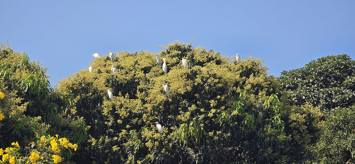 आँपको रुखमा बकुल्ला