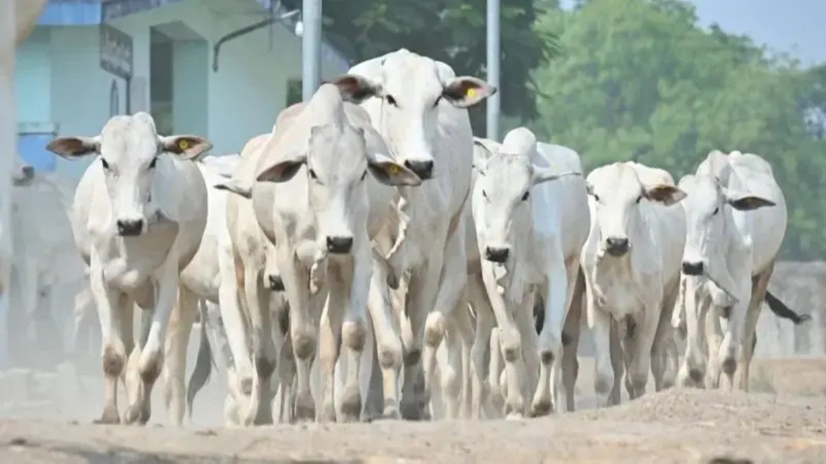 एउटा गाईको मूल्य ६५ करोड ६० लाख !