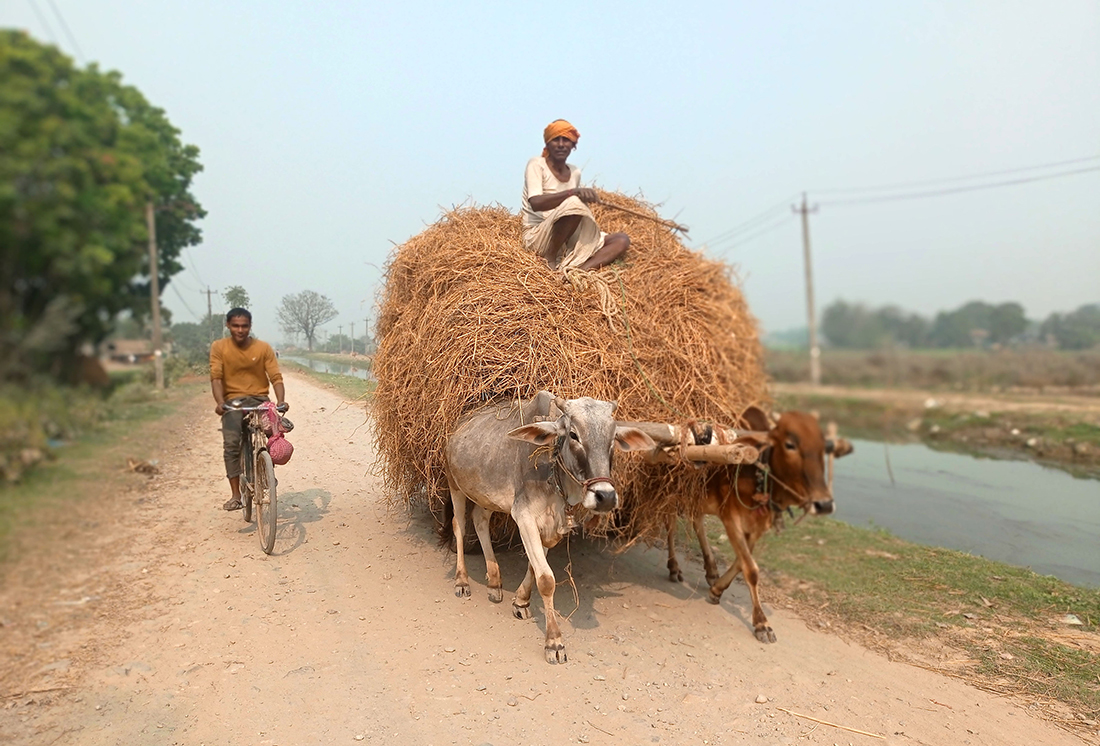 गोरुगाडामा पराल