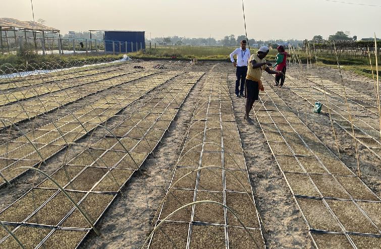 झापामा प्रविधिको प्रयोग गरेर परीक्षणका लागि चैते धान रोपिँदै