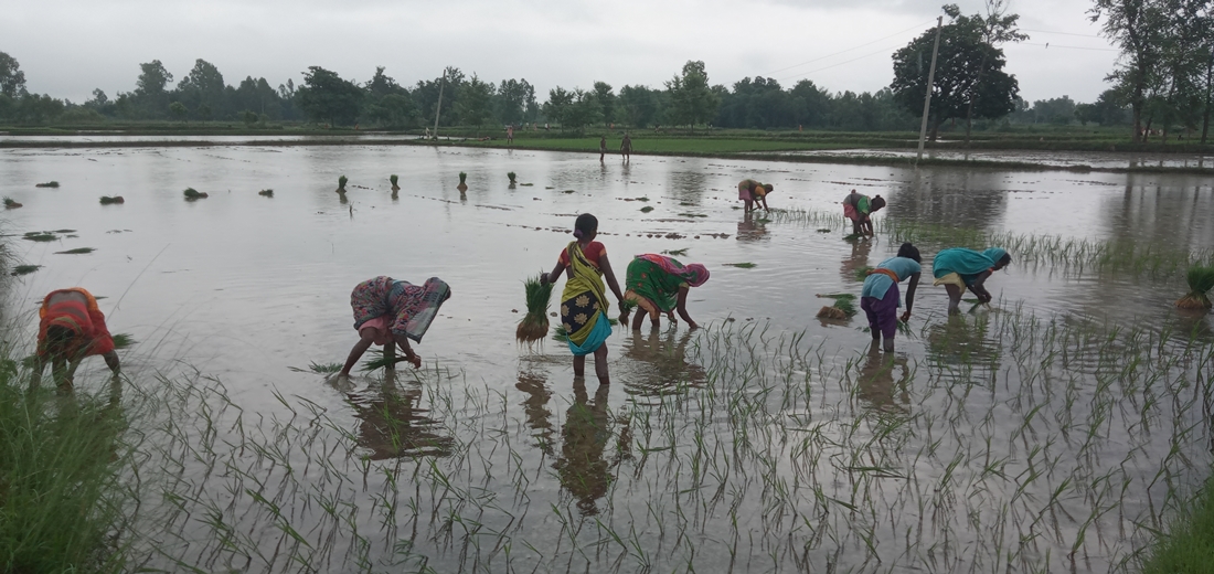 तराईमा रोपाइँको चटारो (८ तस्बिर)