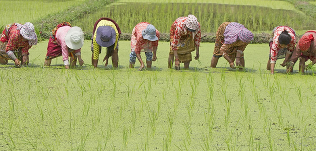 ८० प्रतिशत रोपाइँ सम्पन्न