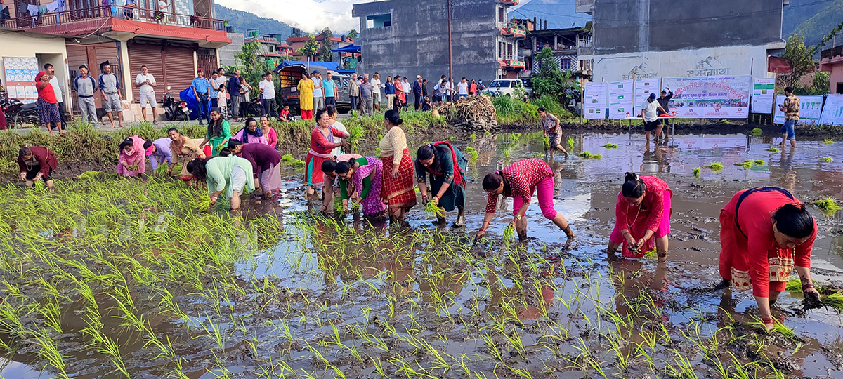 असार १५ : धान दिवस र दहीचिउराको सांस्कृतिक पर्व