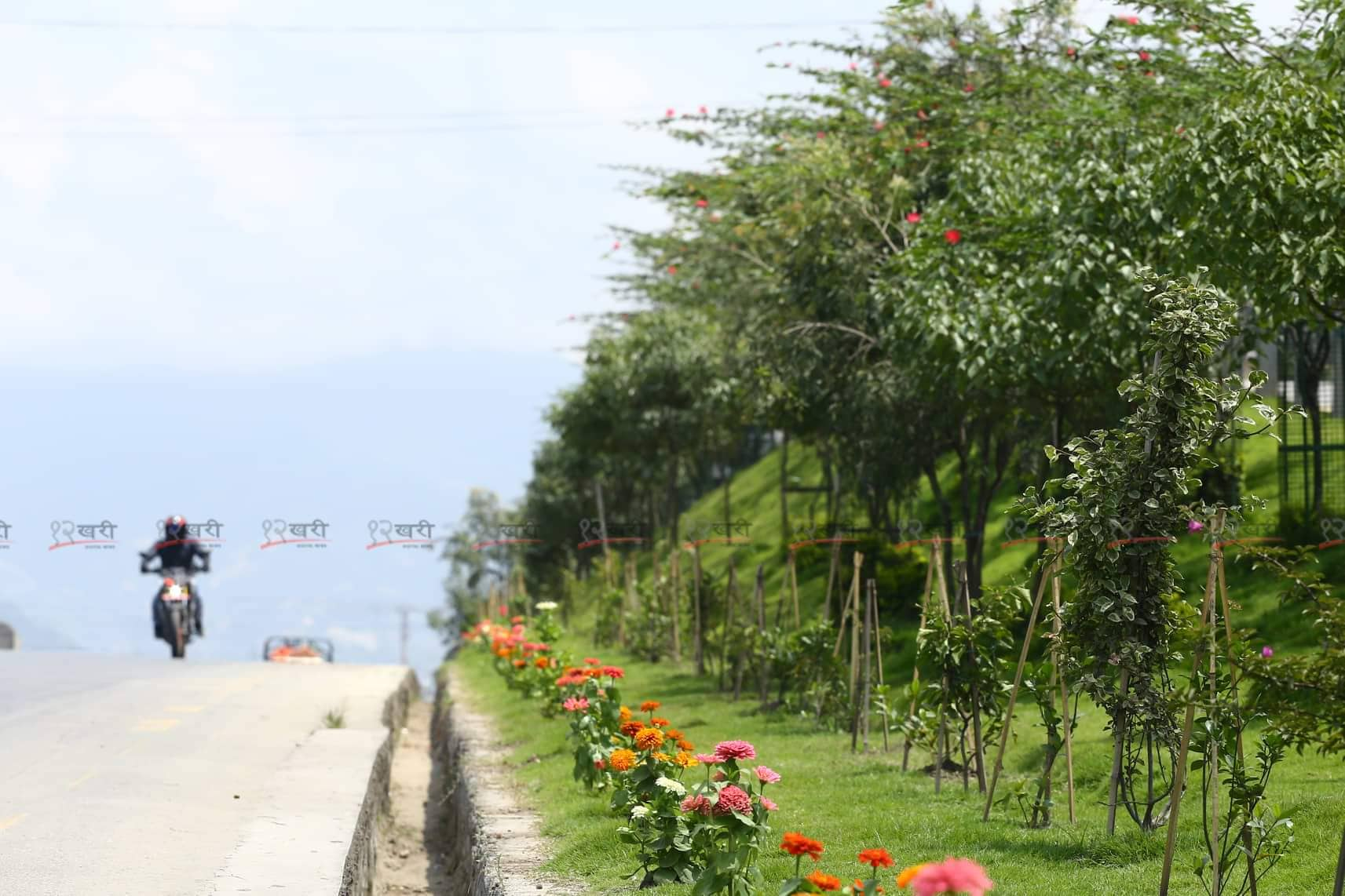 फोहोर मात्र होइन, उपत्यकामा हरियाली पनि बढ्दै छ : सडक किनारमा फूलदेखि राजवृक्षसम्म हुर्किँदै छन् 