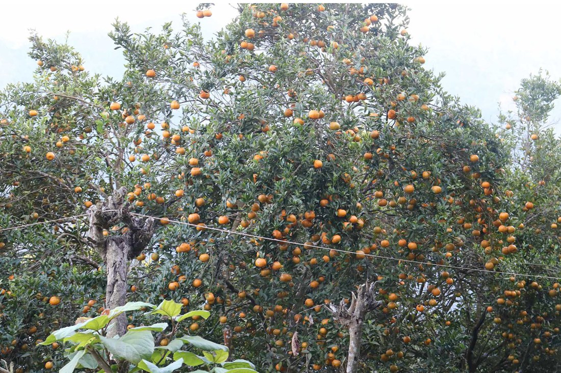 शीतभण्डारमा कुहिएका सुन्तलाको वैज्ञानिक अनुसन्धान गरिँदै