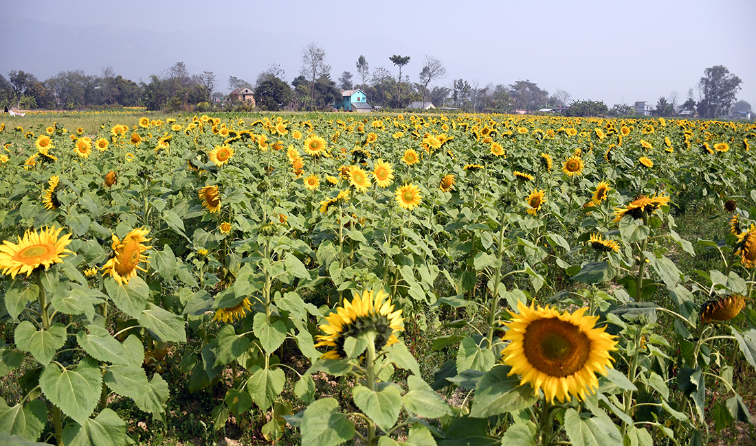 ढकमक्क सूर्यमुखी